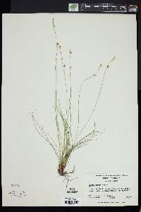 Carex eburnea image