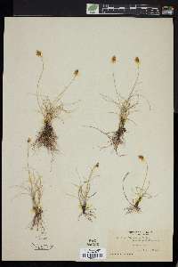 Carex duriuscula image