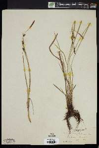 Carex angustata image