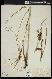 Carex exsiccata image