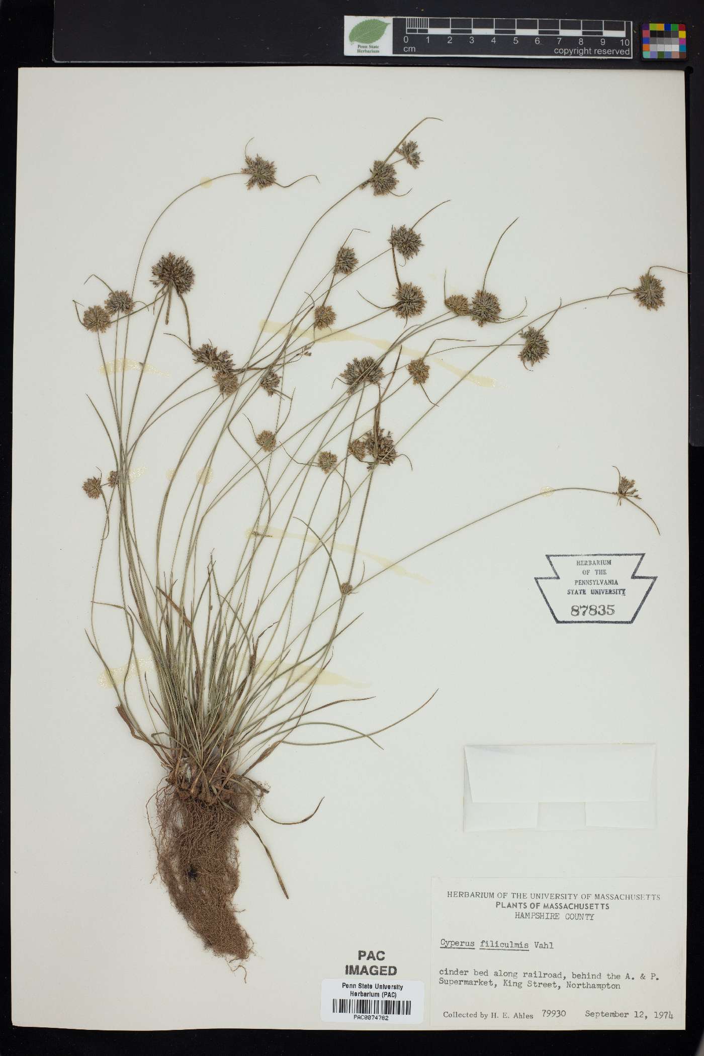 Carex mitrata var. aristata image