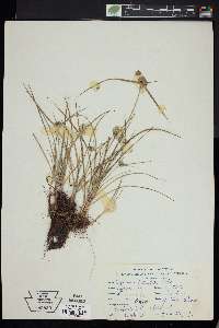 Carex mitrata var. aristata image