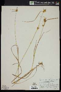 Carex flava image