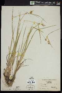 Carex flava image