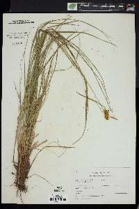 Carex flava image