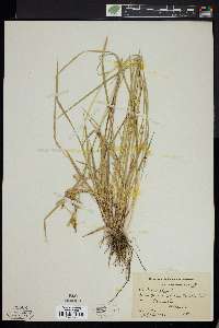 Carex flava image