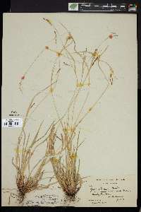 Carex flexuosa image