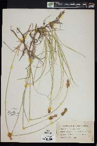 Carex foenea image