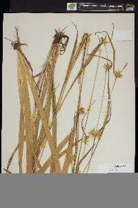 Carex folliculata image