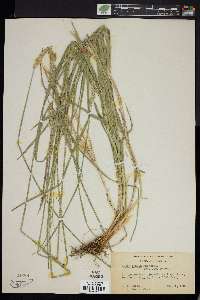 Carex fracta image