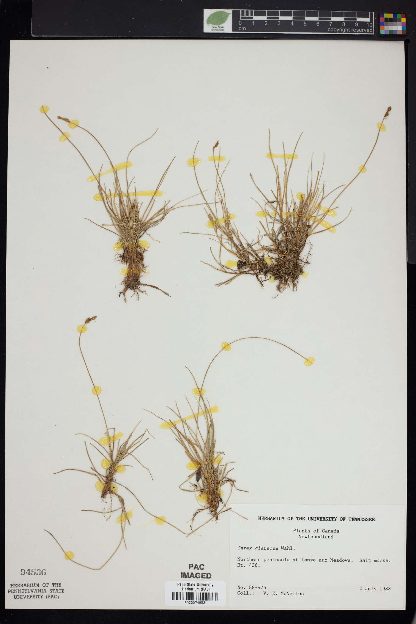 Carex glareosa image