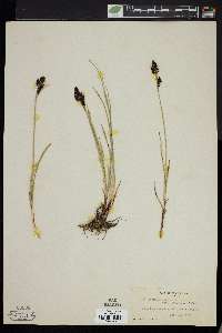 Carex scopulorum image