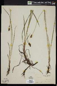 Carex scopulorum var. bracteosa image