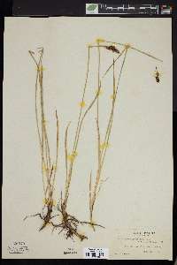 Carex scopulorum var. bracteosa image