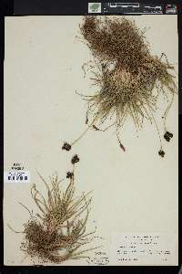 Carex helleri image