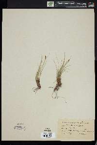 Carex hepburnii image