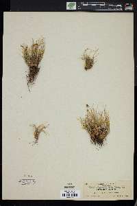 Carex hepburnii image