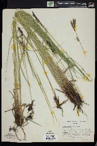 Carex hindsii image