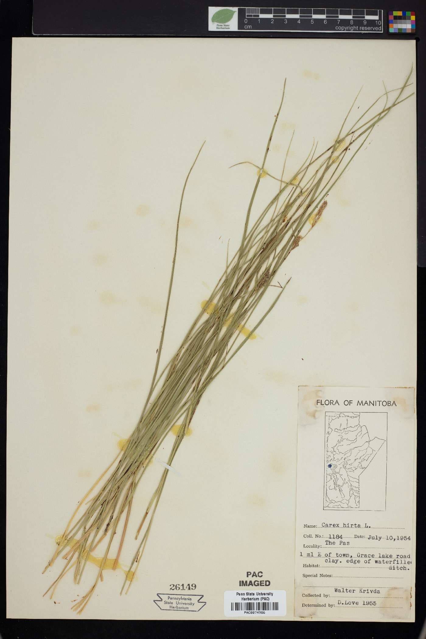 Carex hirta image