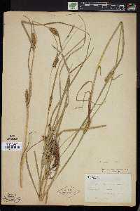 Carex hirta image