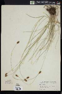 Carex hoodii image