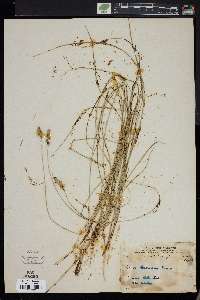 Carex hookerana image
