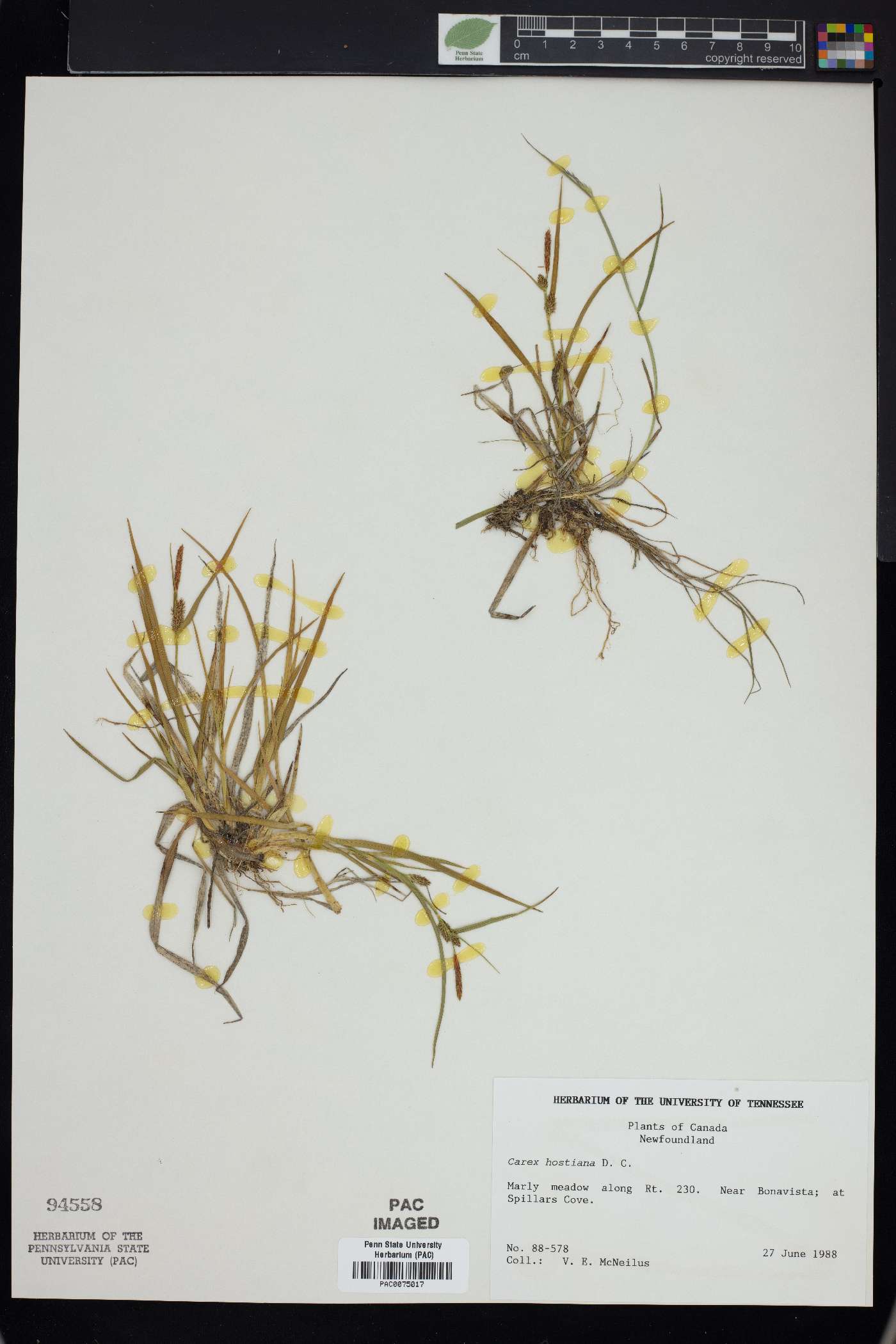Carex hostiana image