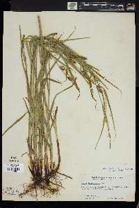 Carex houghtonii image