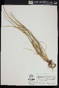 Carex jamesii image