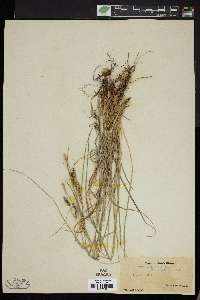 Carex kelloggii image