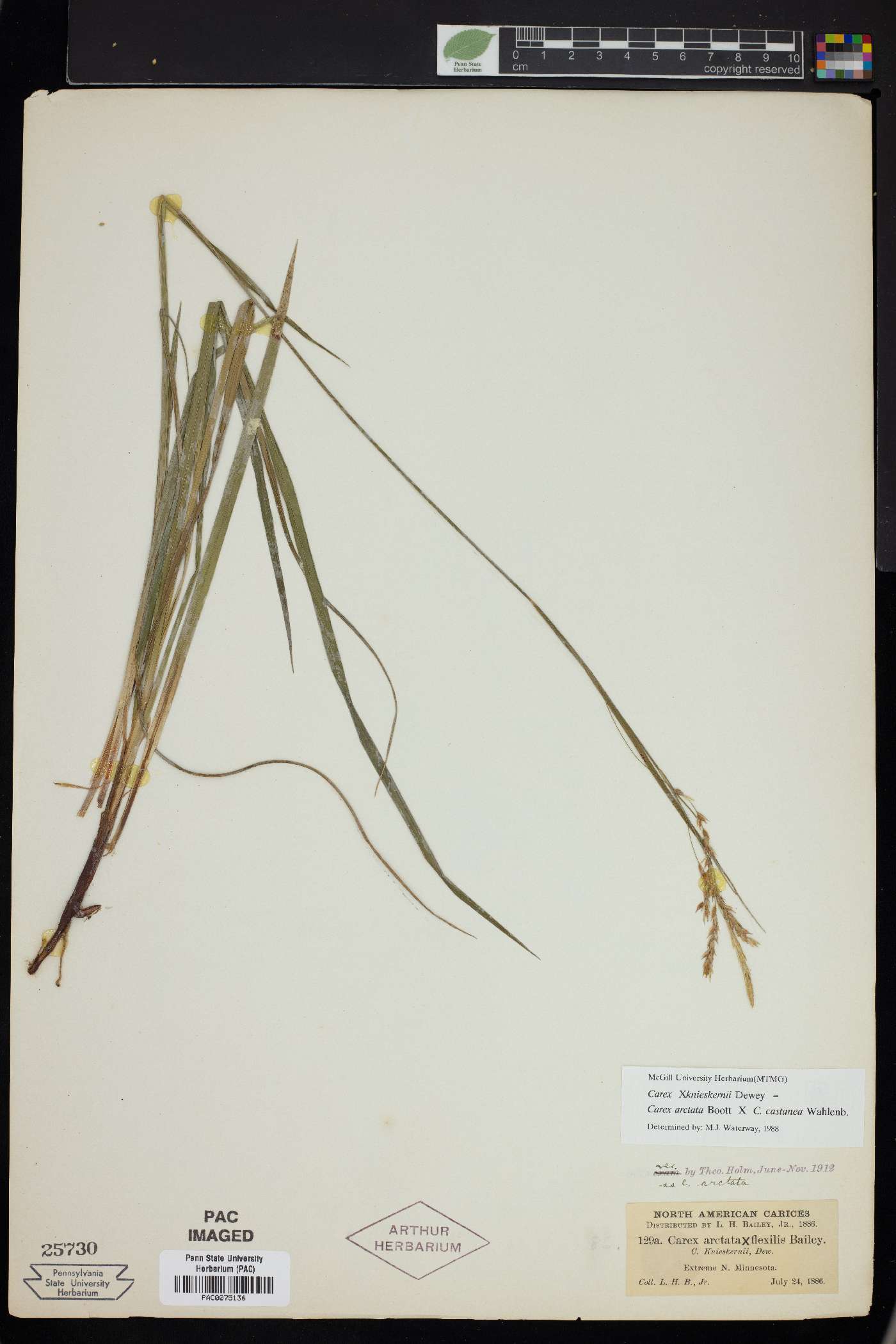 Carex knieskernii image