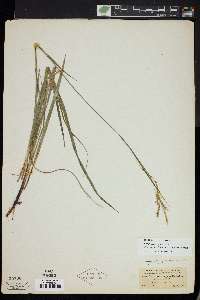 Carex knieskernii image