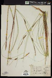 Carex lasiocarpa image