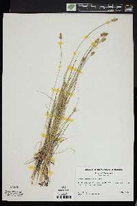 Carex leavenworthii image