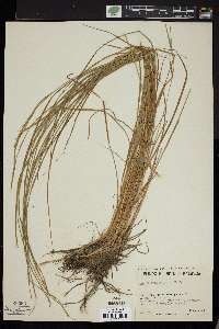 Carex lenticularis image