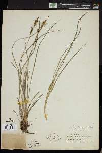 Carex lenticularis image