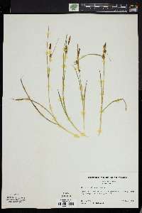 Carex lepidocarpa image