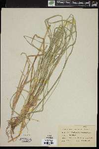 Carex leptopoda image