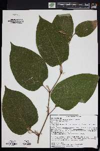 Reynoutria × bohemica image