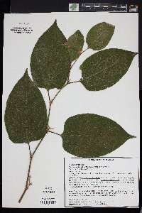 Reynoutria × bohemica image