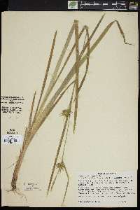 Carex lonchocarpa image