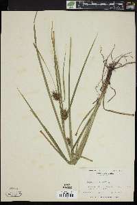 Carex louisianica image