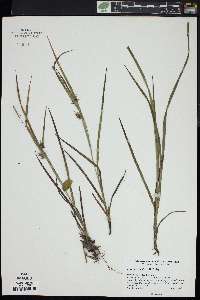 Carex louisianica image