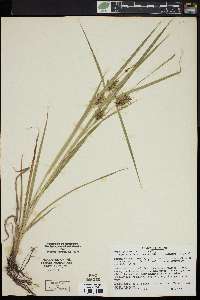 Carex louisianica image