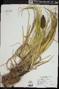 Carex macrocephala image