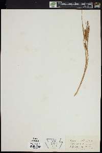 Carex maritima image