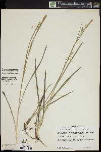 Carex microdonta image