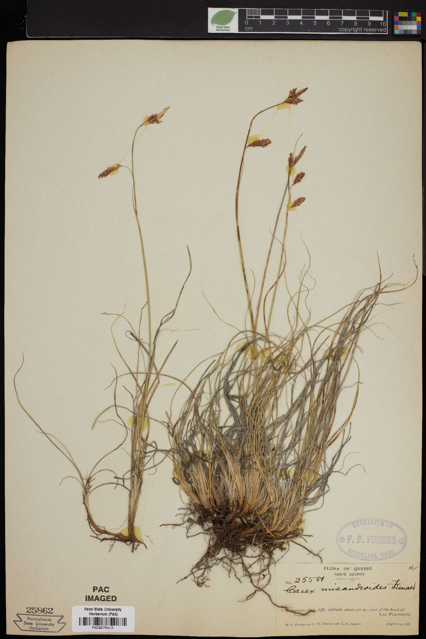 Carex misandroides image