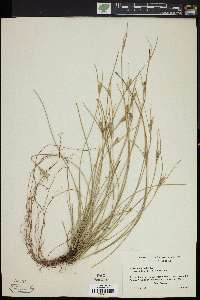 Carex multicaulis image