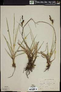 Carex nebraskensis image